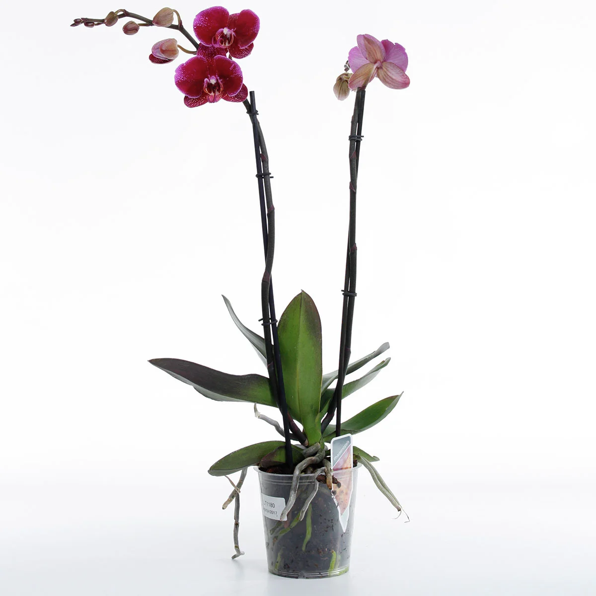 Violette Schmetterlings-Orchidee, Höhe 50-60 cm
