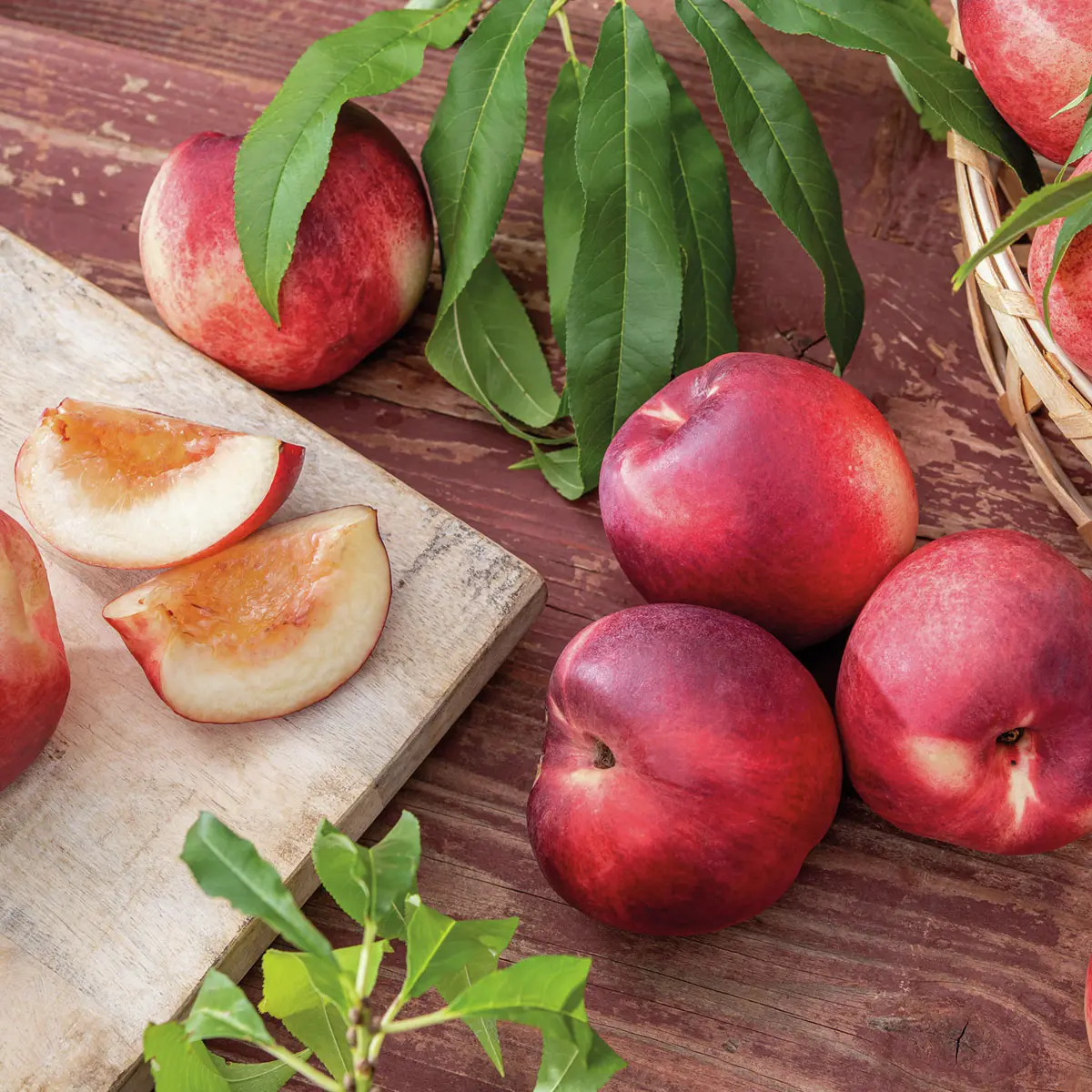 Nektarine Fantasia, im 23 cm-Topf