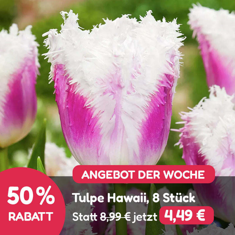 Angebot der Woche