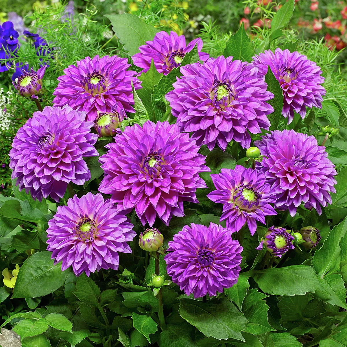 Set Schmuckdahlien Go-Go Beet-Dahlien