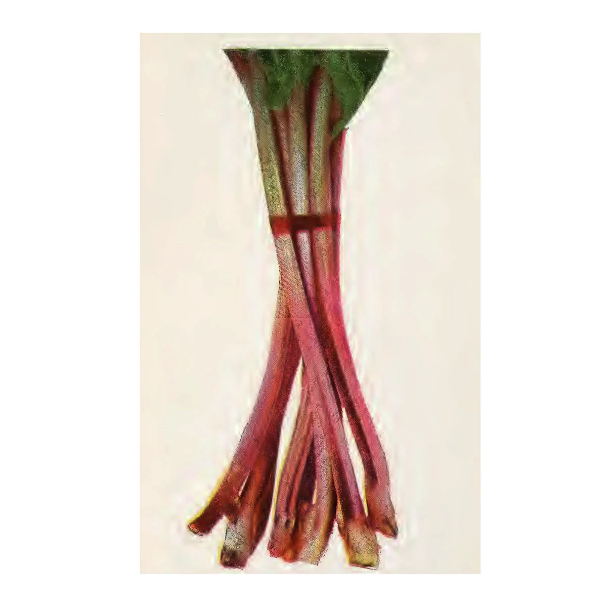 Rhabarber Glaskins Perpetual