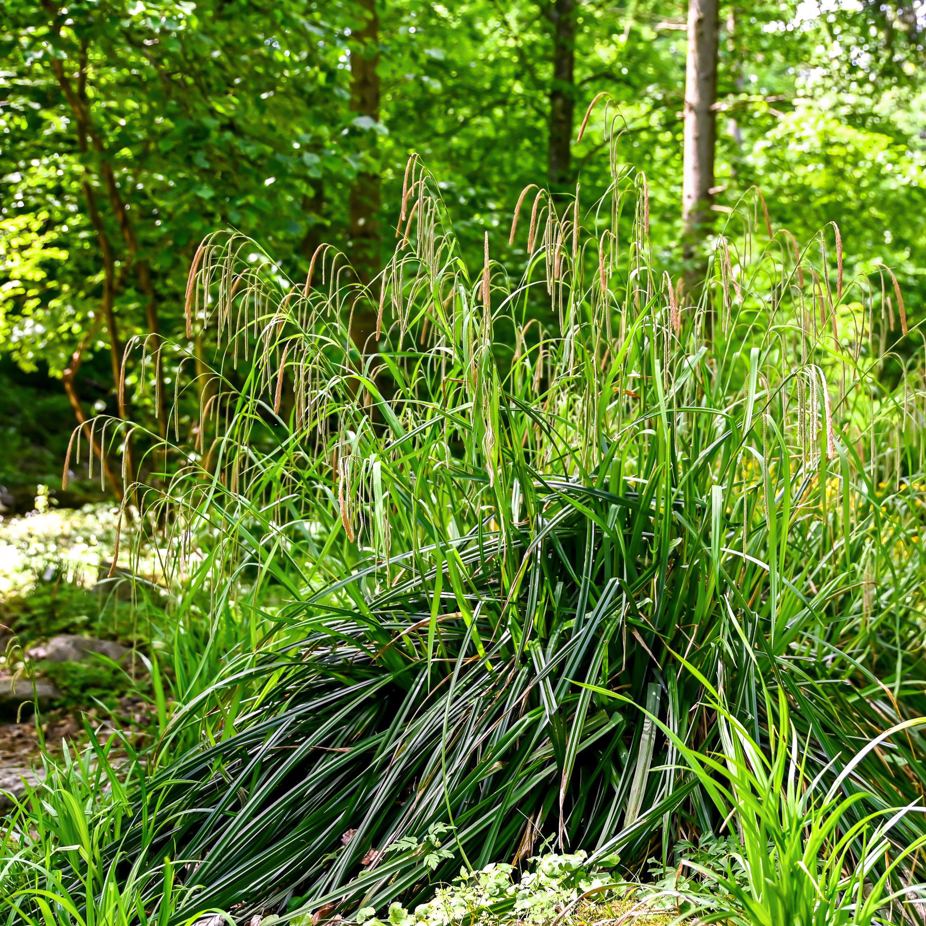 Riesensegge
