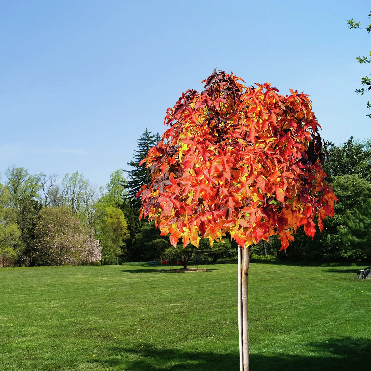 Kugelamberbaum Gumball