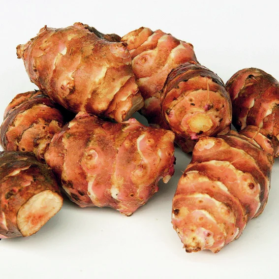 Topinambur Topstar, Pflanzgut