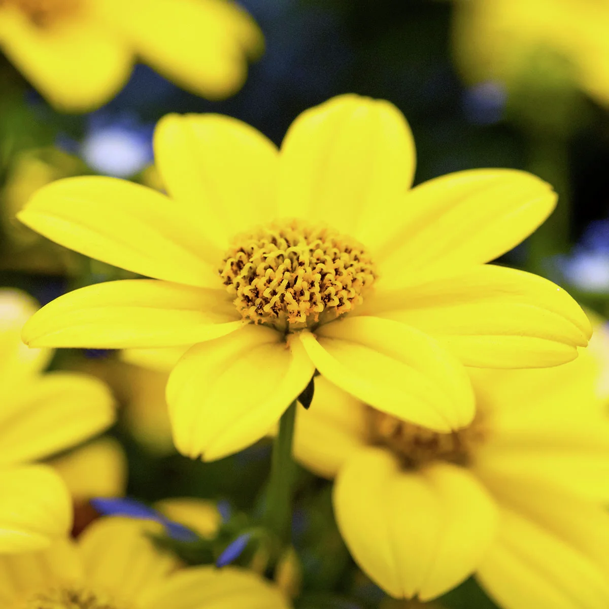 Bidens Goldmarie, gelb