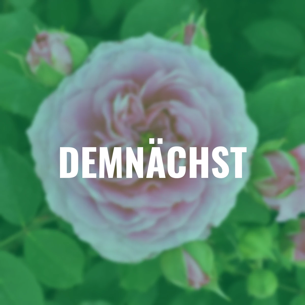 Edelrose Marija Frayla, wurzelverpackt