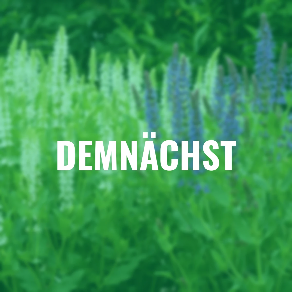 Stauden-Set Lieblings-Salbei