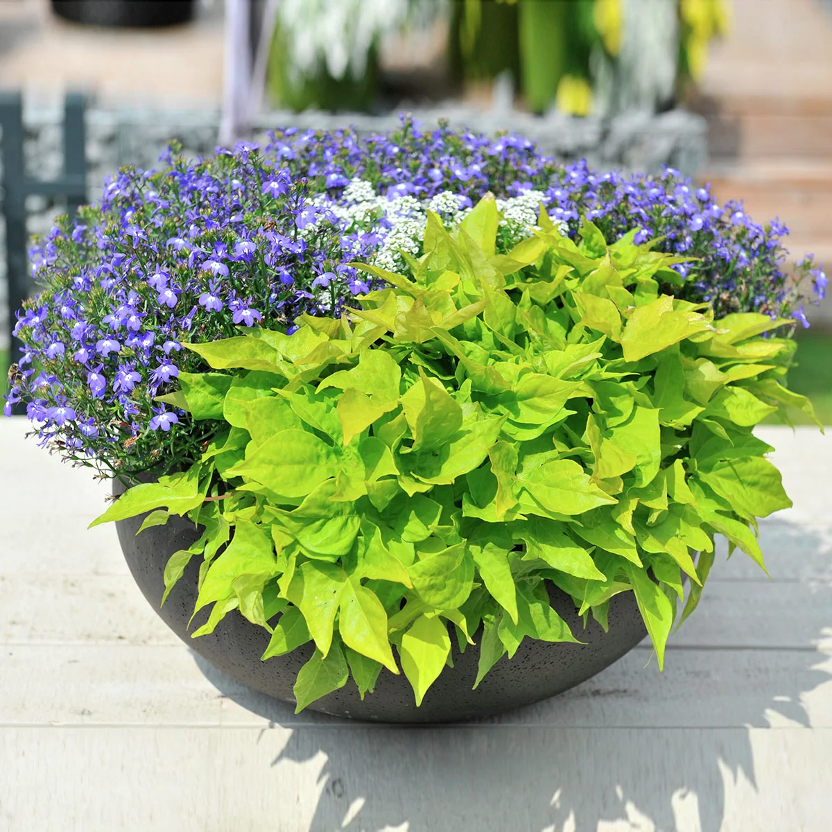 Kiwigrüne Blattschmuck-Ipomoea