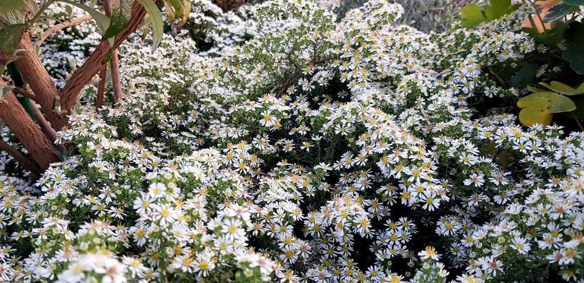Teppich Aster Snowflurry