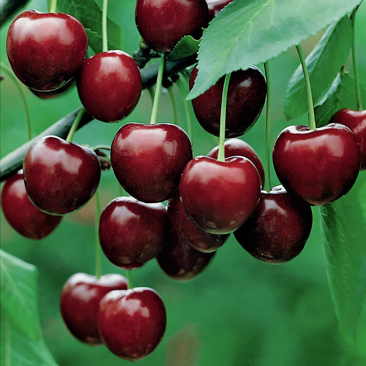 Säulen-Süßkirsche Sylvia