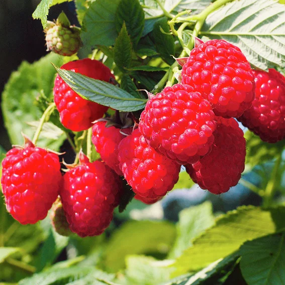 Himbeere TulaMagic®