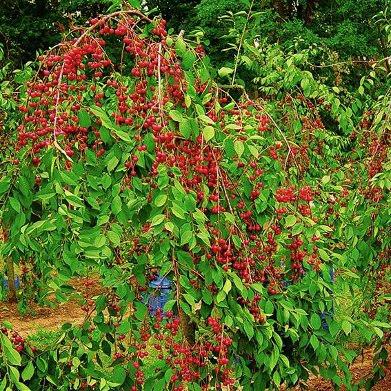 Zwerg-Schattenmorelle Kobold®