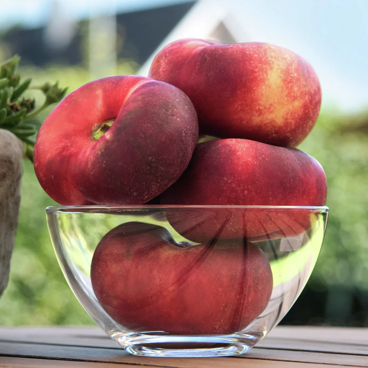 Teller-Nektarine, im 28 cm-Topf