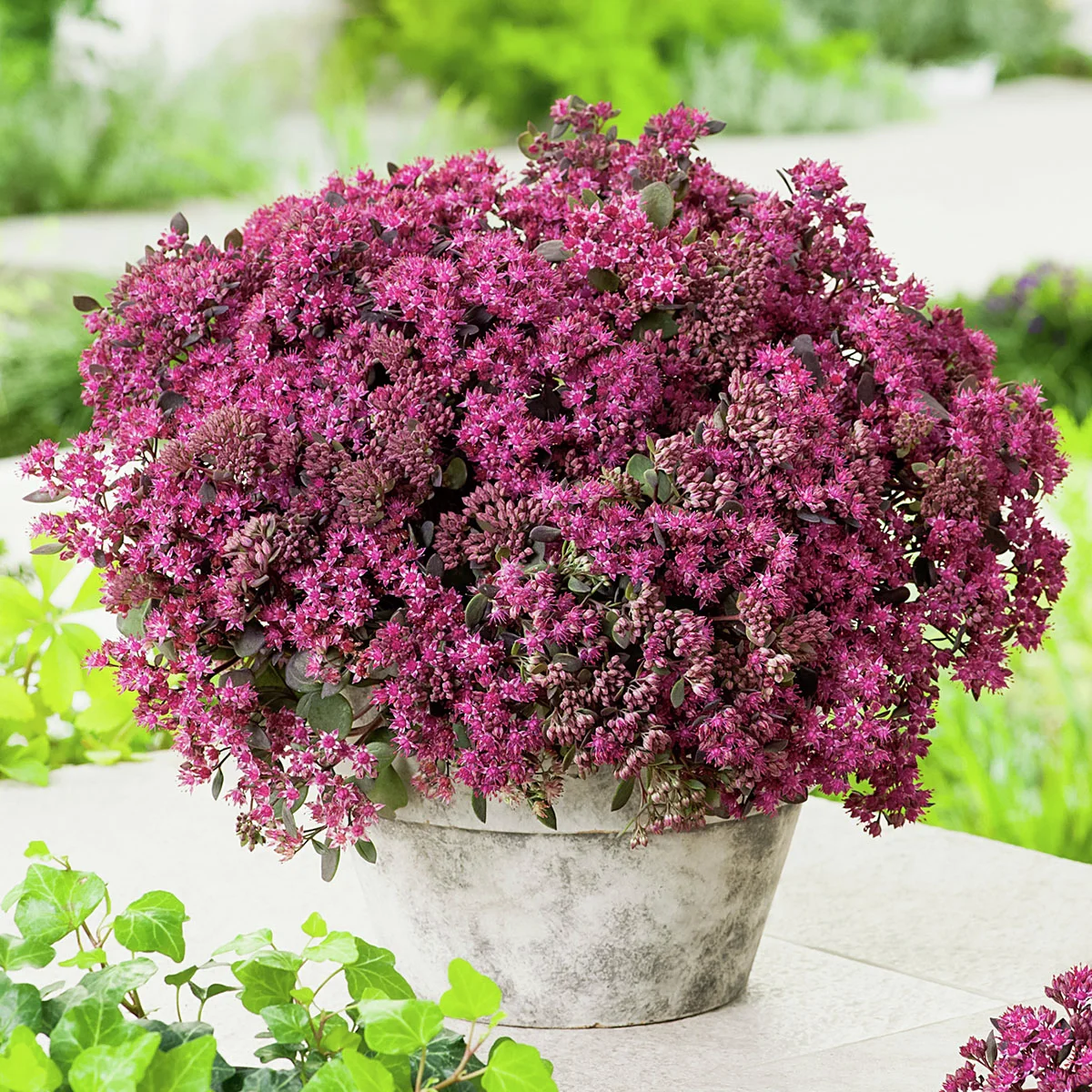 Polster-Fetthenne Sun Sparkler® Dazzleberry