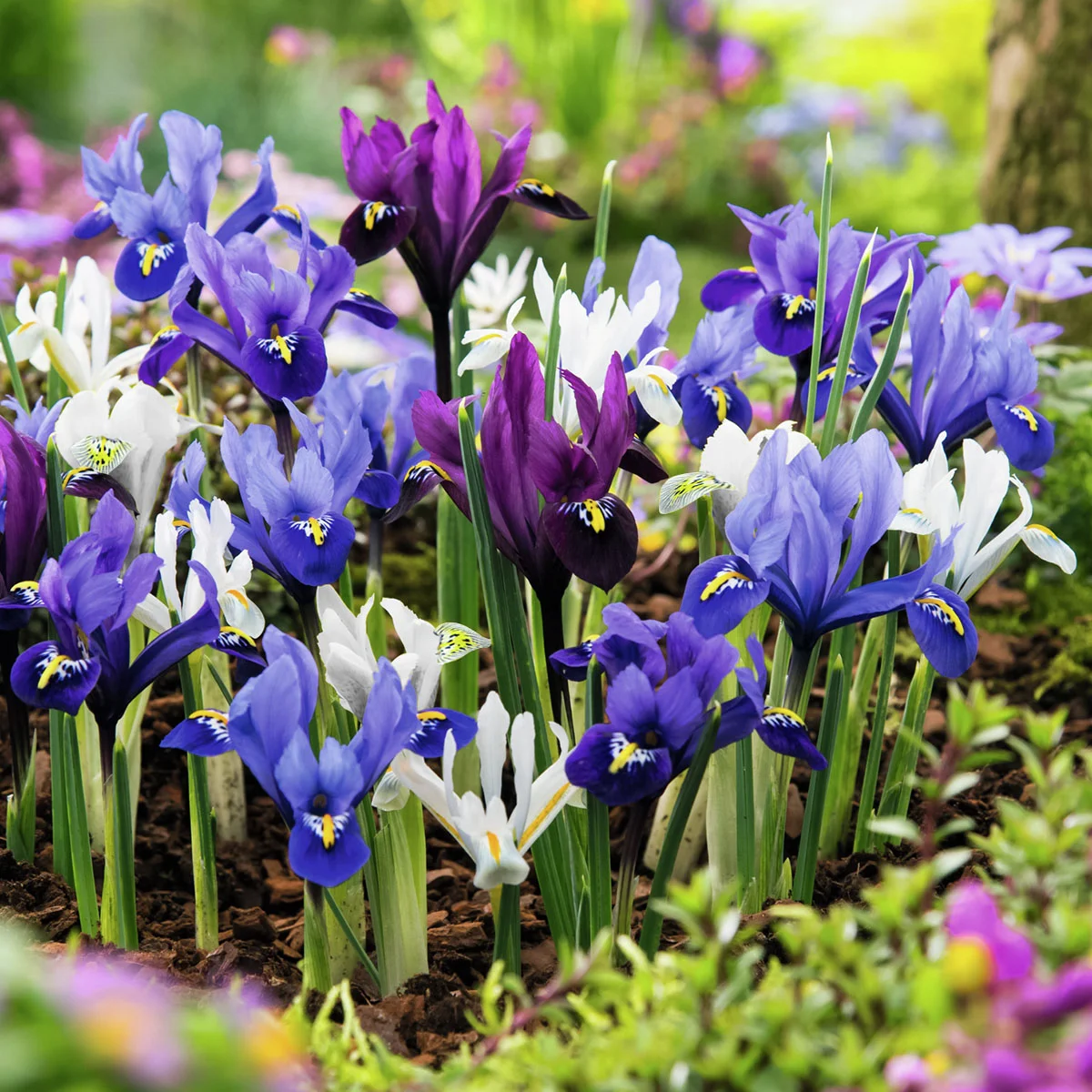 Frühlings-Zwerg-Iris-Mischung