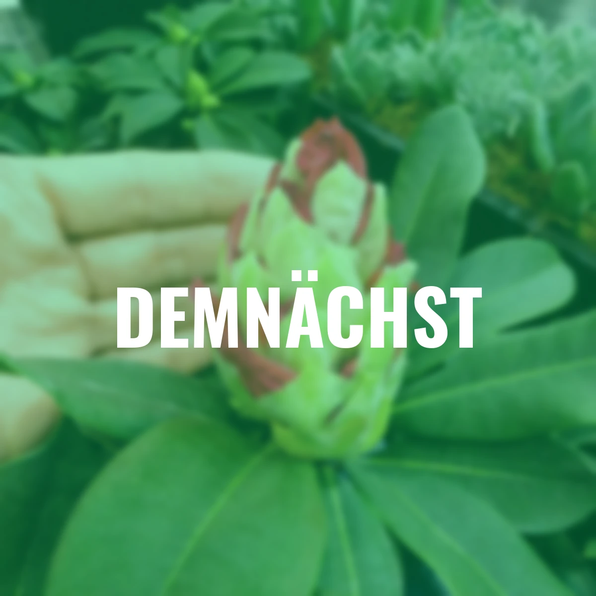 Rhododendron, rosa-weiß