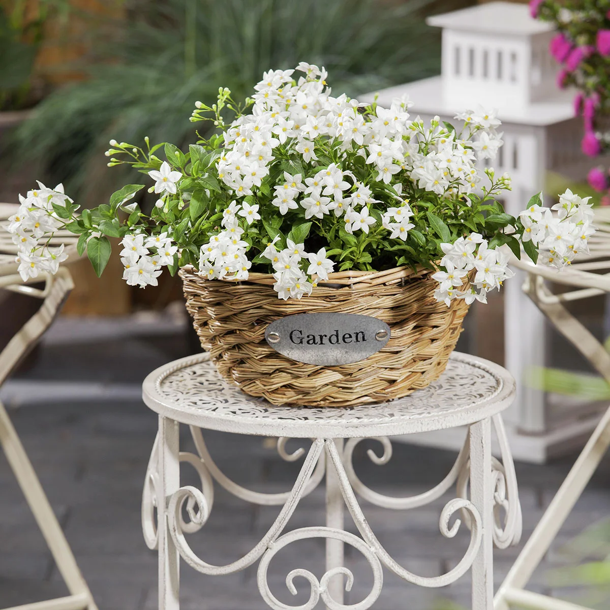 Sommer-Jasmin, weiß