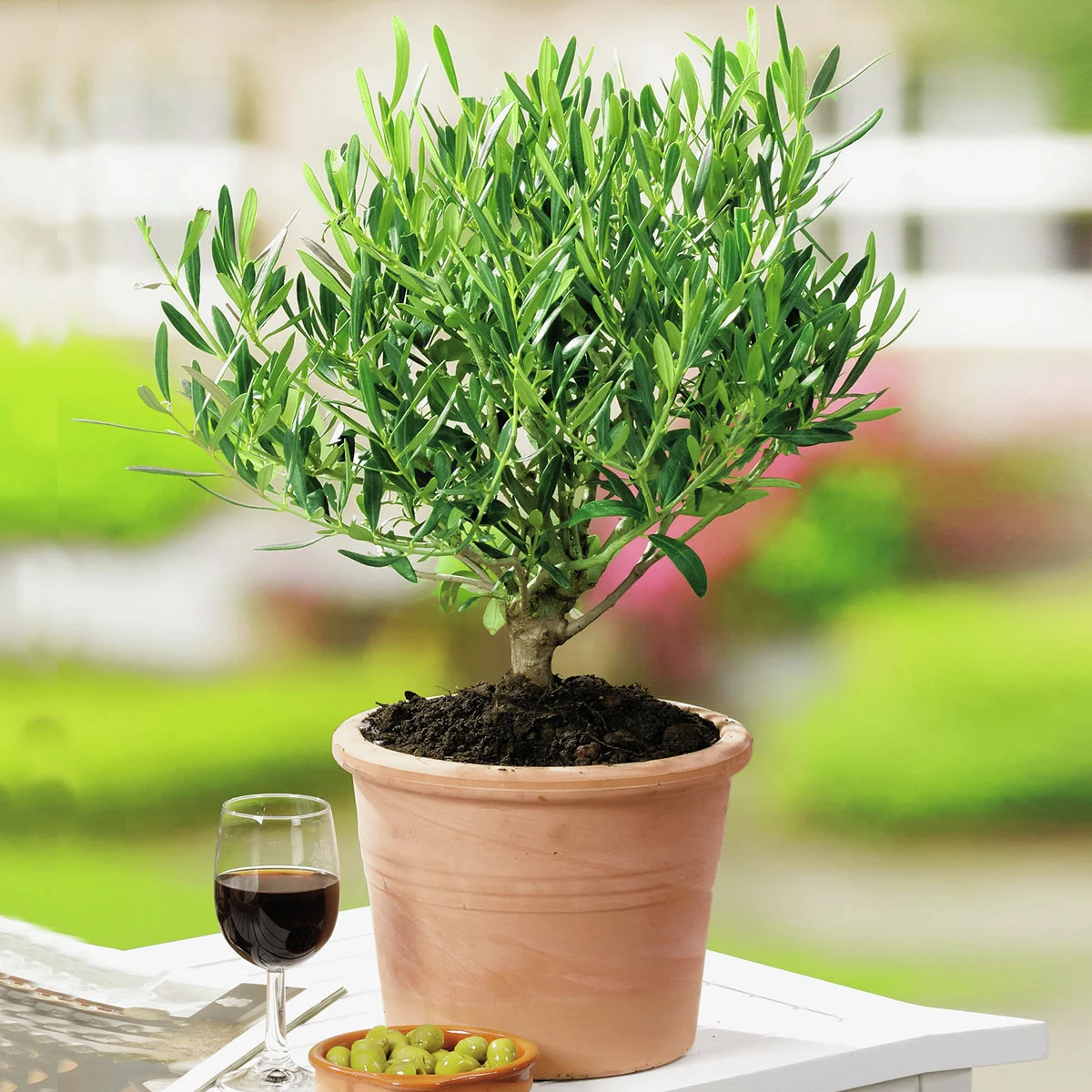 Mediterraner Mini-Olivenbusch