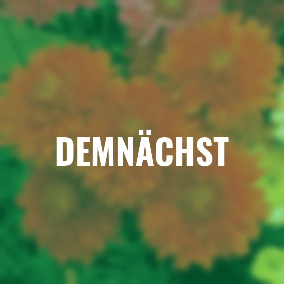 Chrysantheme, orange