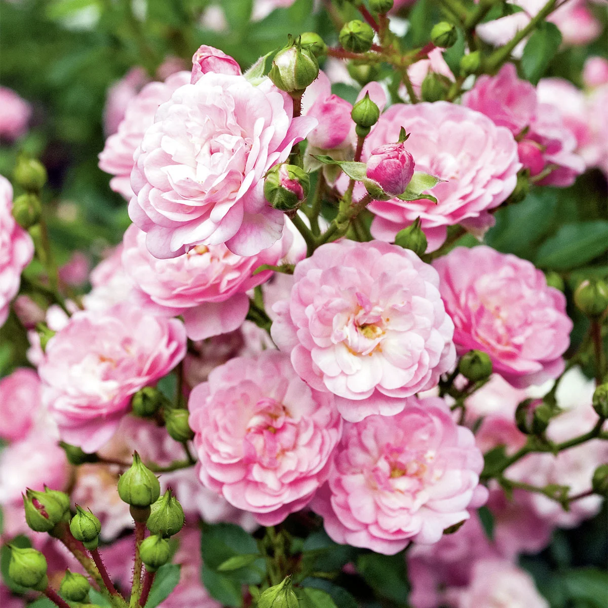 Bodendeckerrose The Fairy, rosa