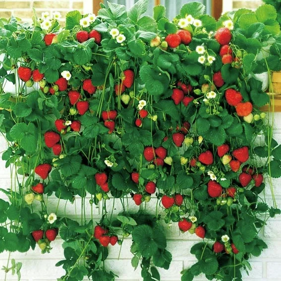 Hängeerdbeere