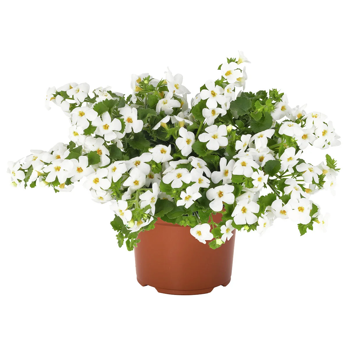 Schneeflockenblume, weiß