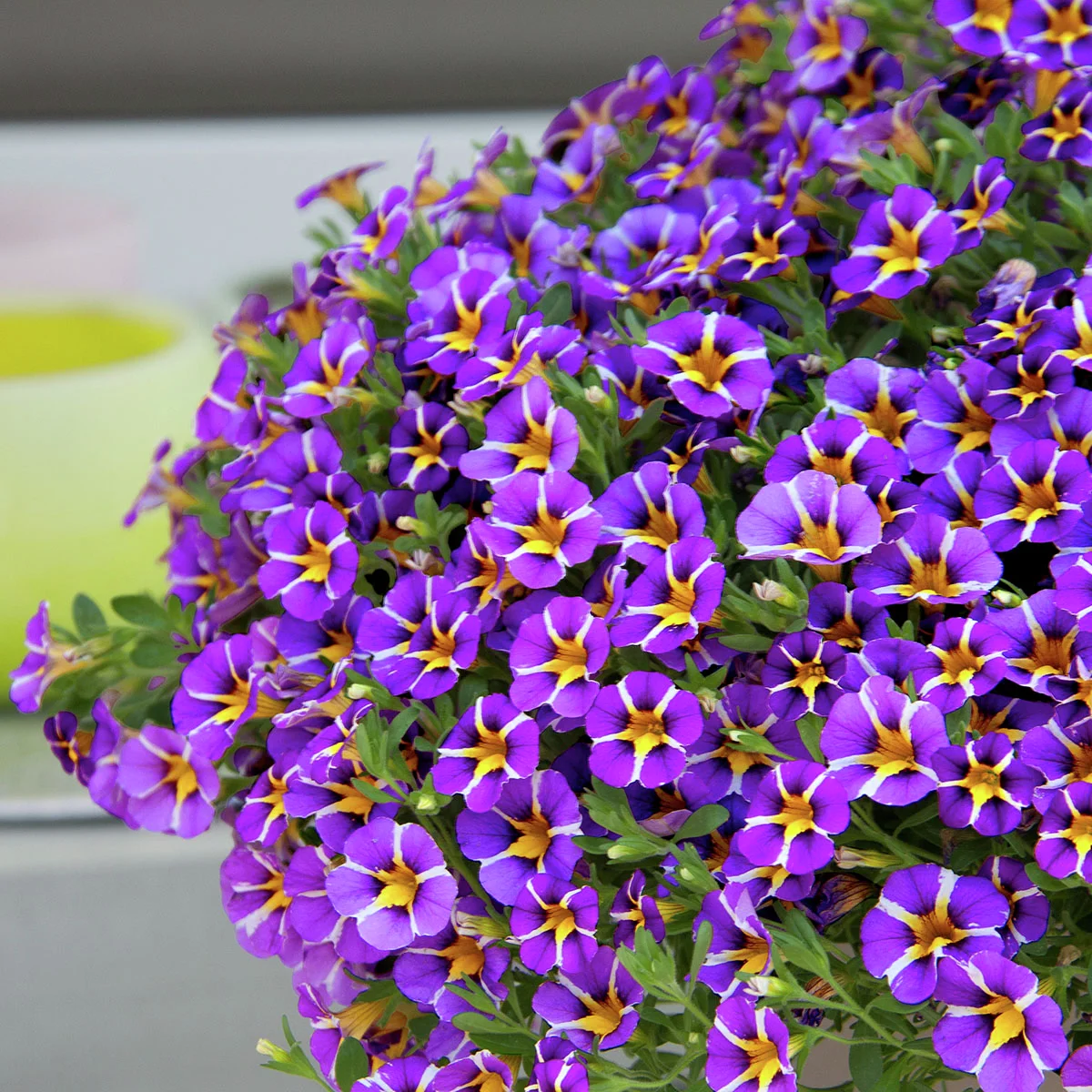 Zauberglöckchen, gesternt, violett-weiß-gelb