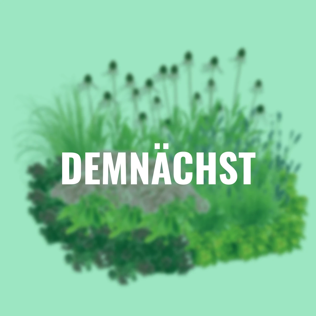 Stauden-Set Trocken-Mix