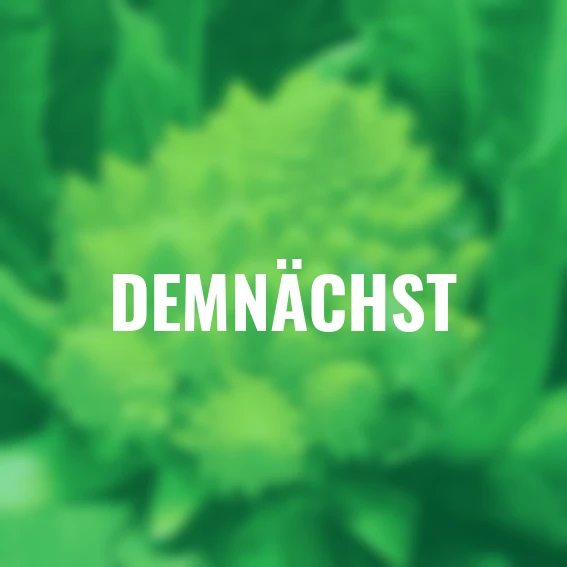 Blumenkohlsamen Romanesco White Gold F1