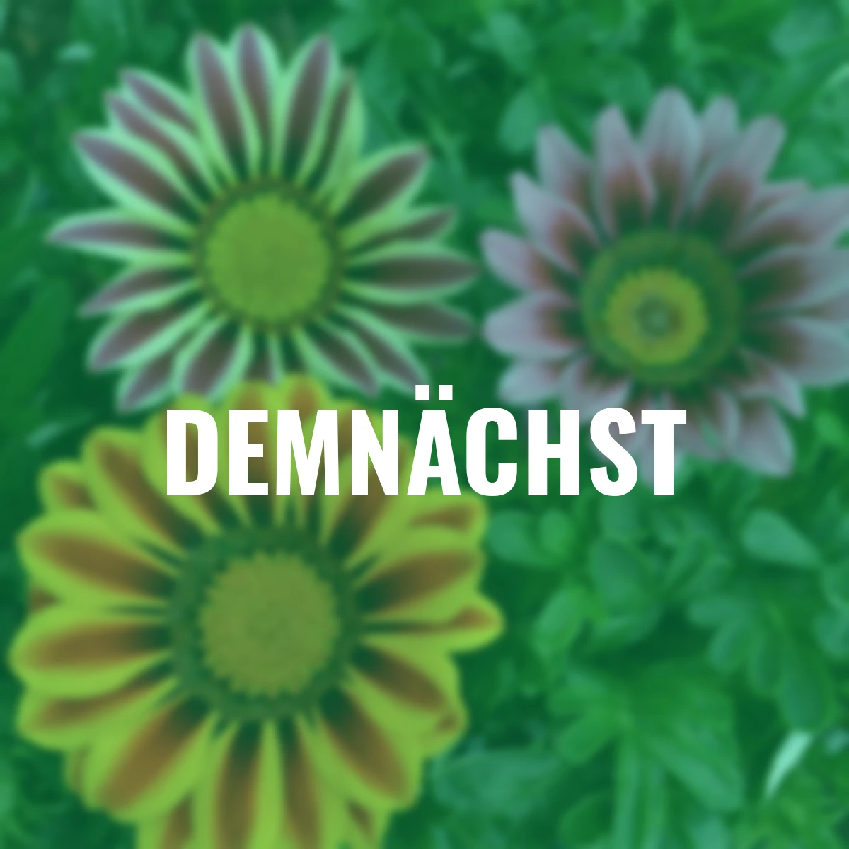 Sommerblumen-Set Mittagsgold, 9 Stück