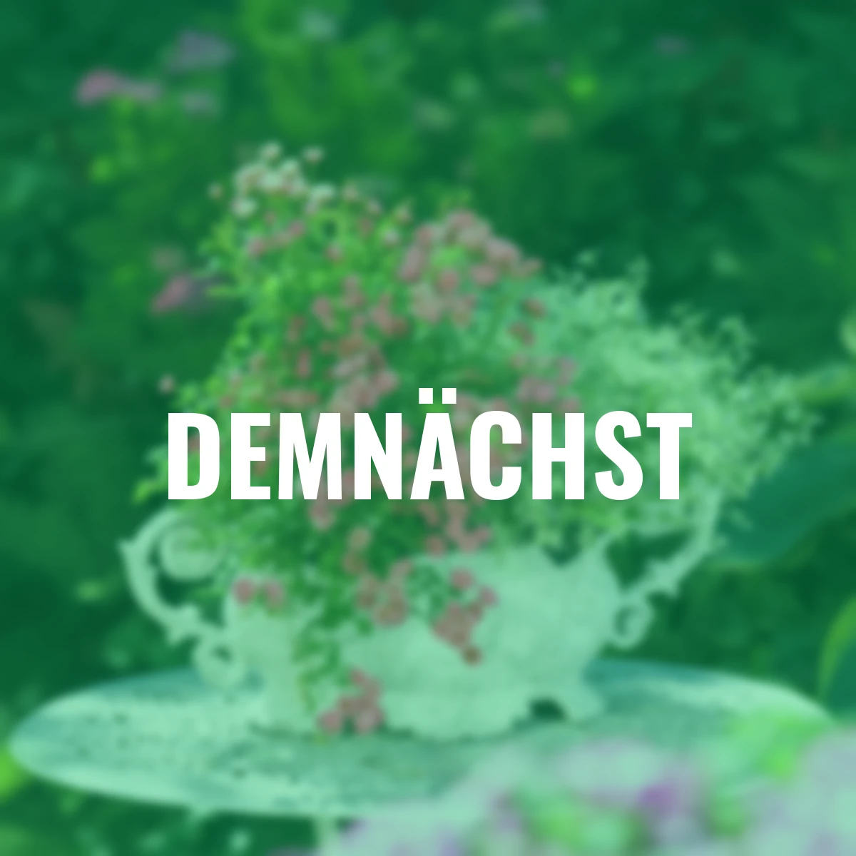 Mini-Rose, Lilly Rose™ WONDER