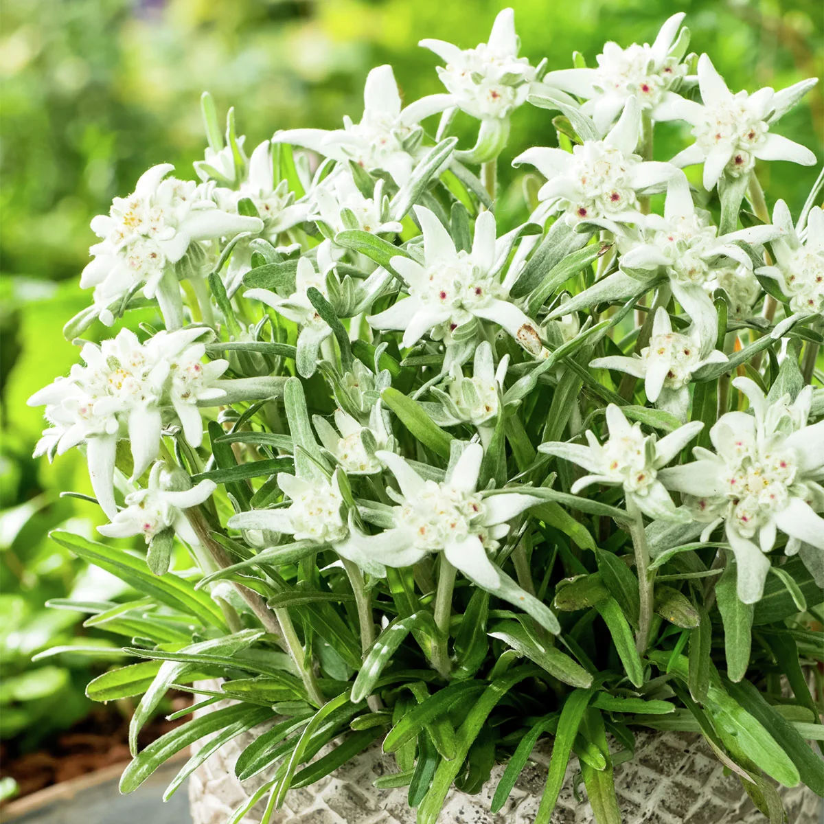 Edelweiß Matterhorn