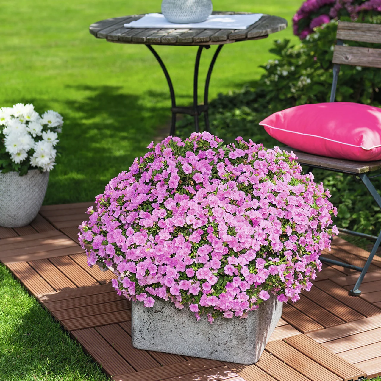 Rosen-Zauberglöckchen, rosa