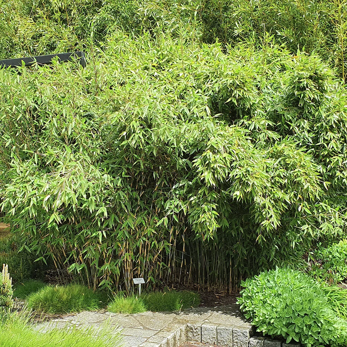 Elfenbeinbambus Ivory Ibis®