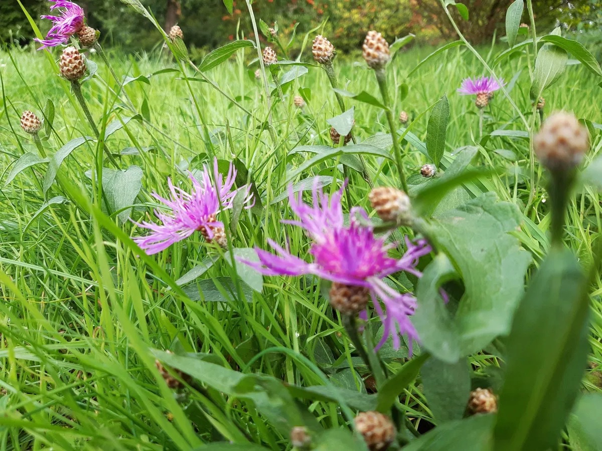 Wiesen Flockenblume