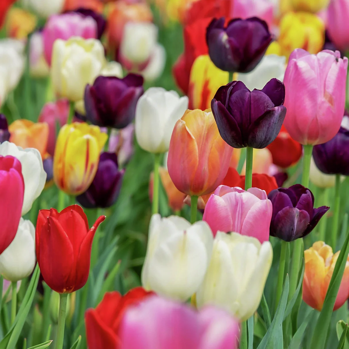 Tulpen-Mischung Farbenparade