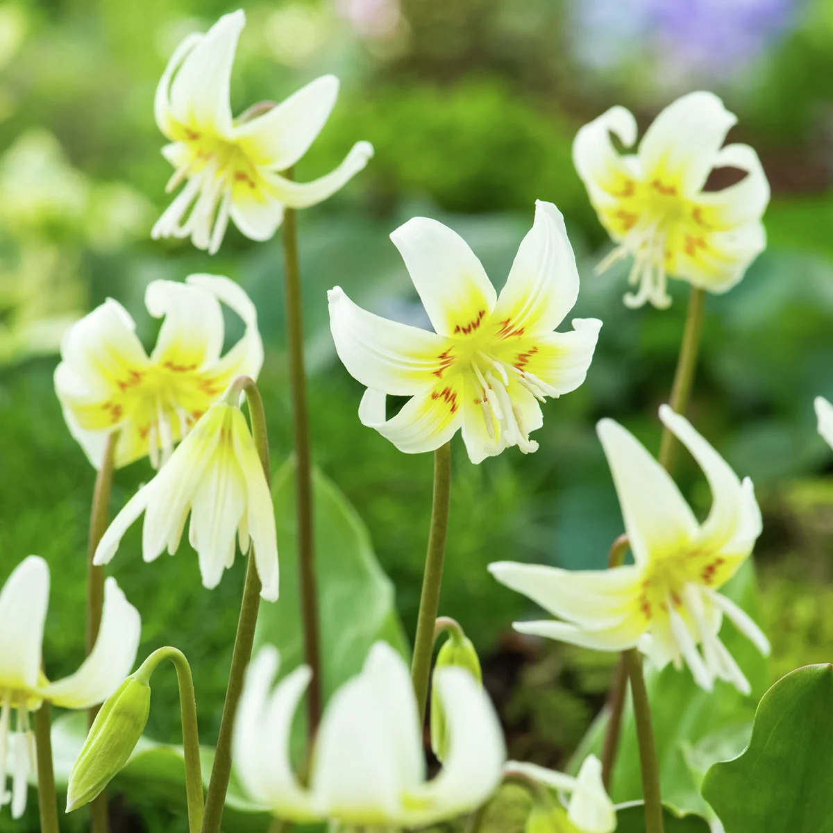 Forellenlilie White Beauty