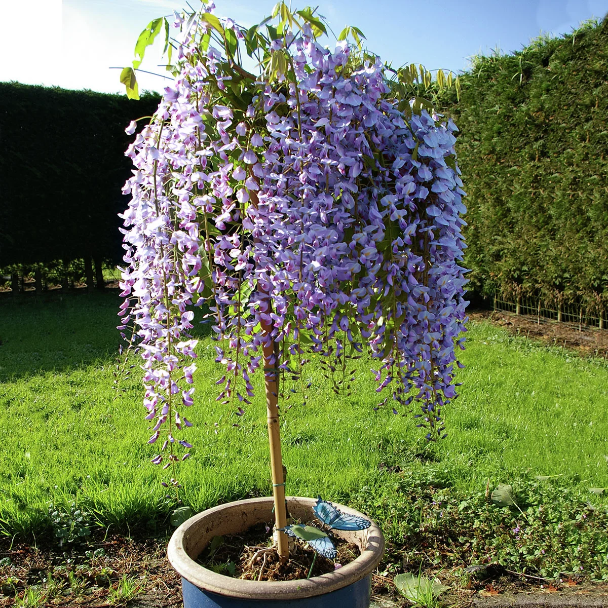 Blauregen-Stämmchen Prolific