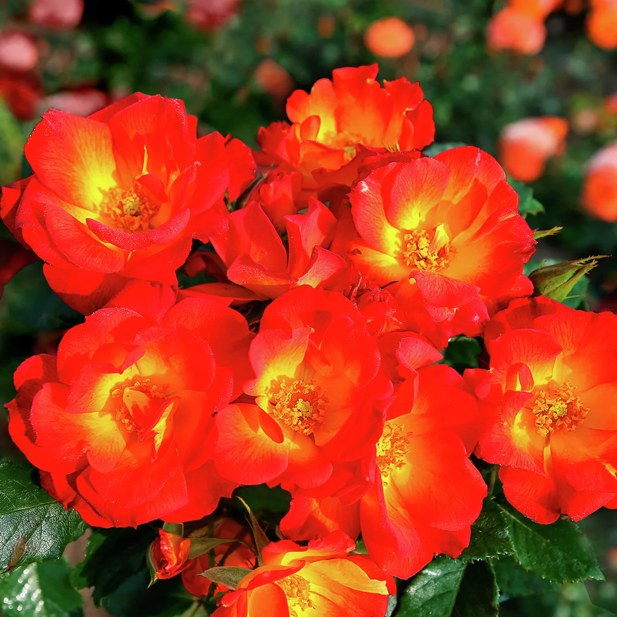 Bodendeckerrose Summer of Love®