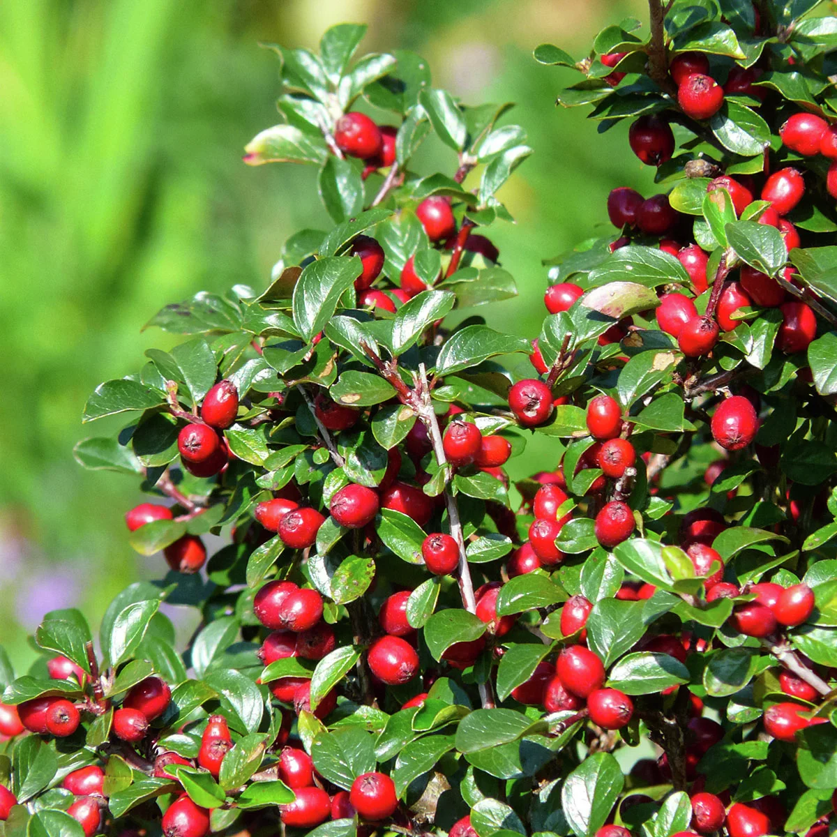 Zwergmispel Frieders Evergreen