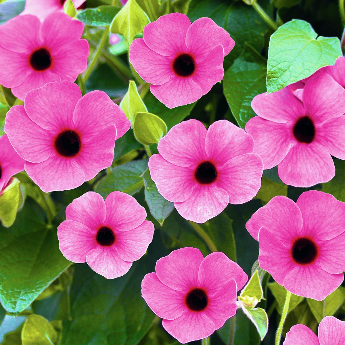 Schwarzäugige Susanne, pink