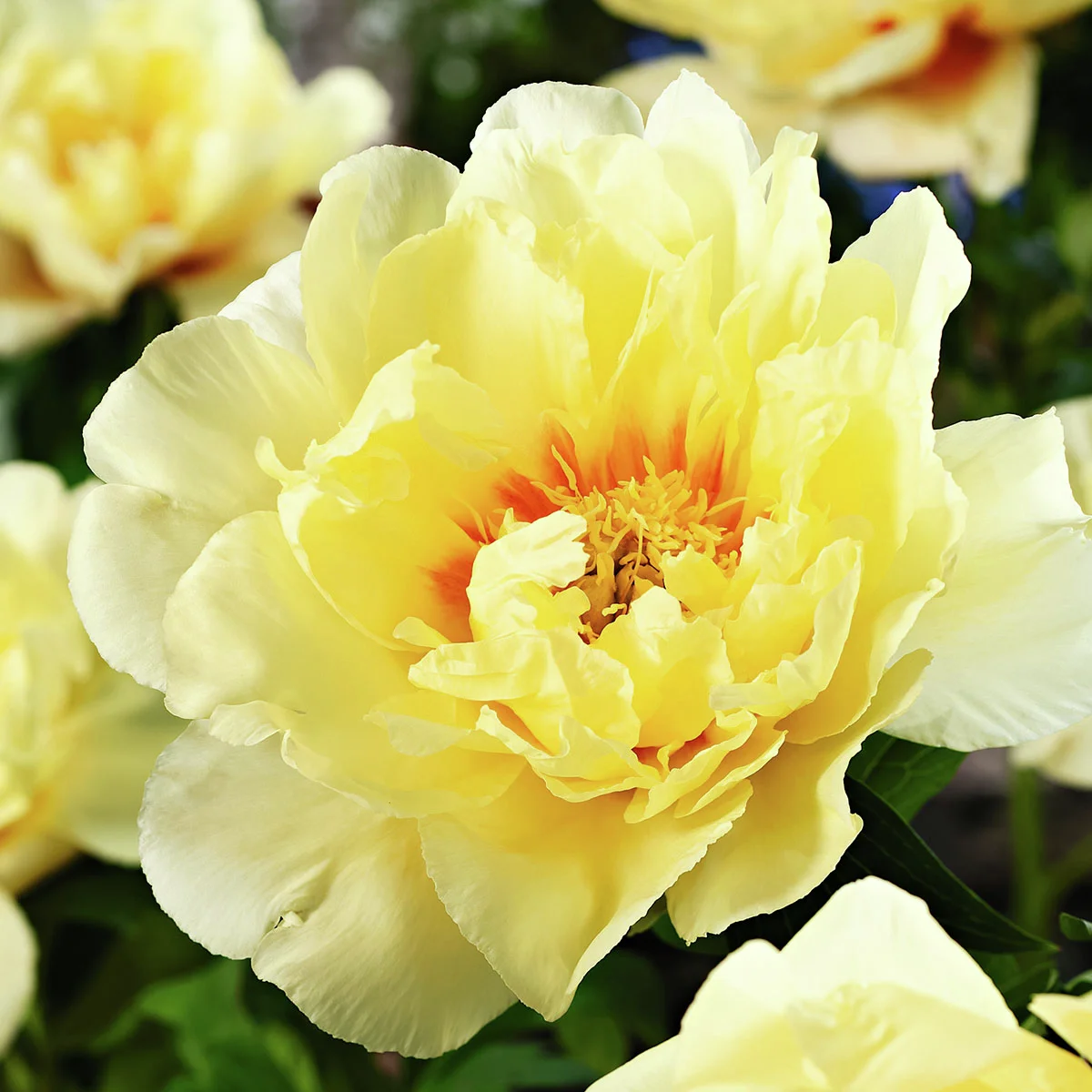 Pfingstrose Bartzella