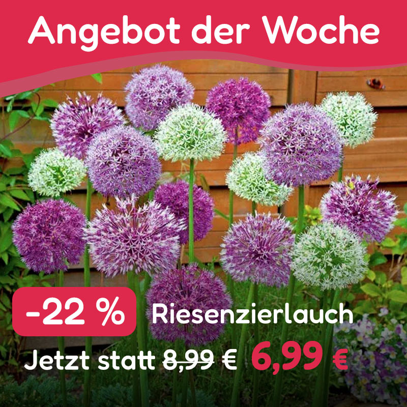 Angebot der Woche