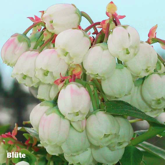 Kultur-Heidelbeere Elisabeth