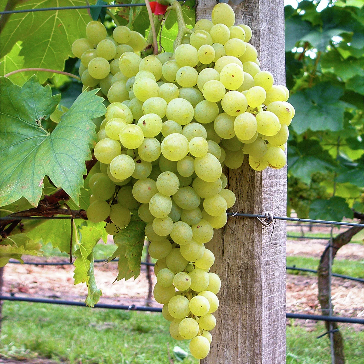 Weintraube des Nordens