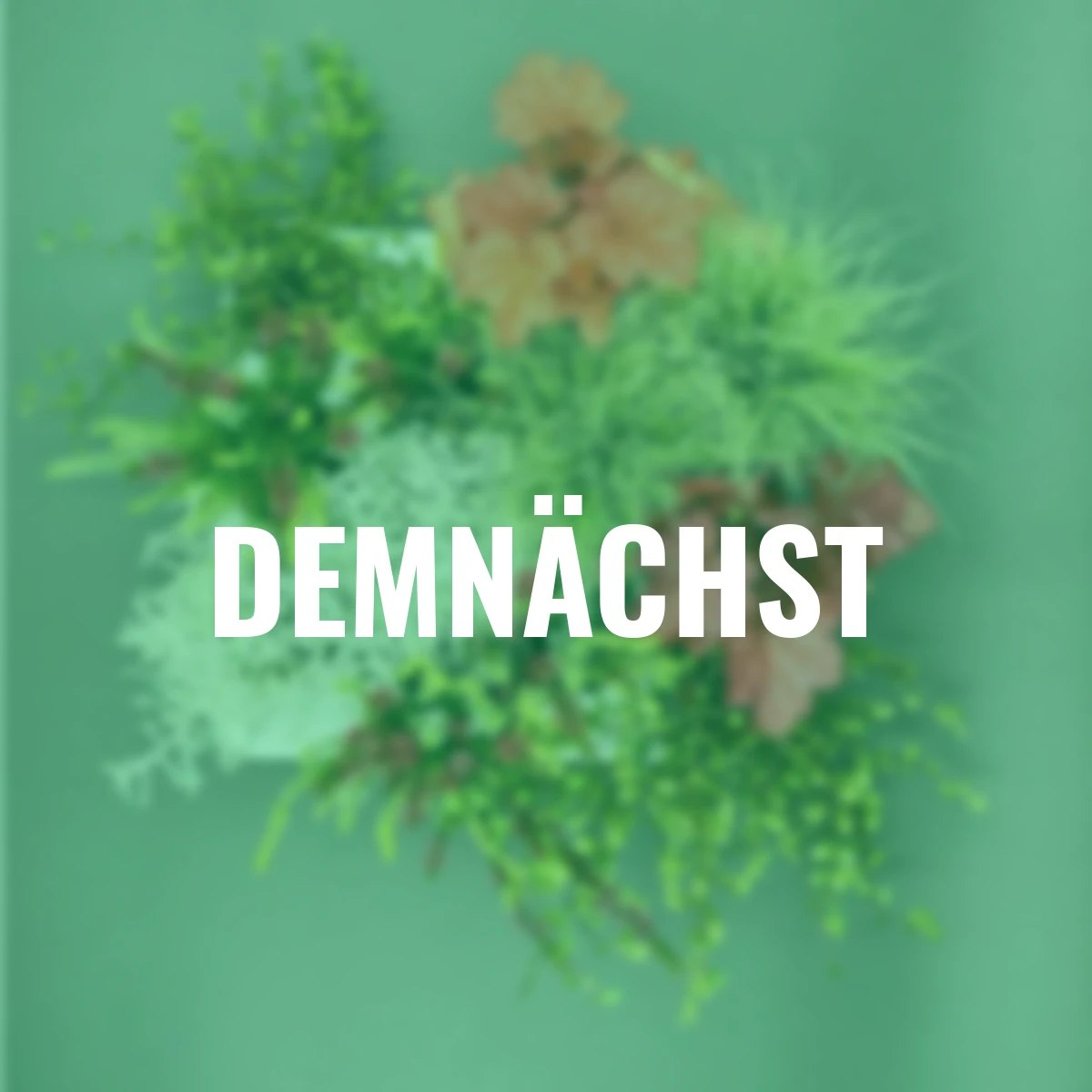 Herbstpflanzen-Set Herbstwunder, 12 Stück