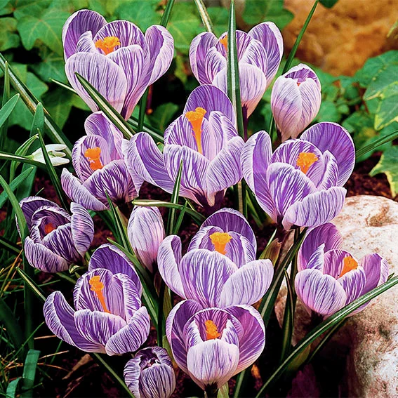 Gartenkrokus Pickwick