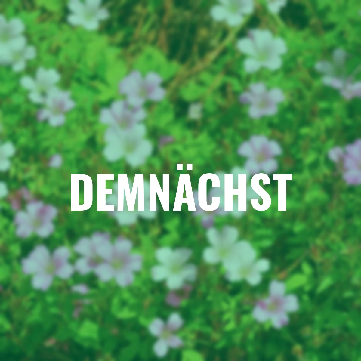 Oxford-Storchschnabel Rose Clair