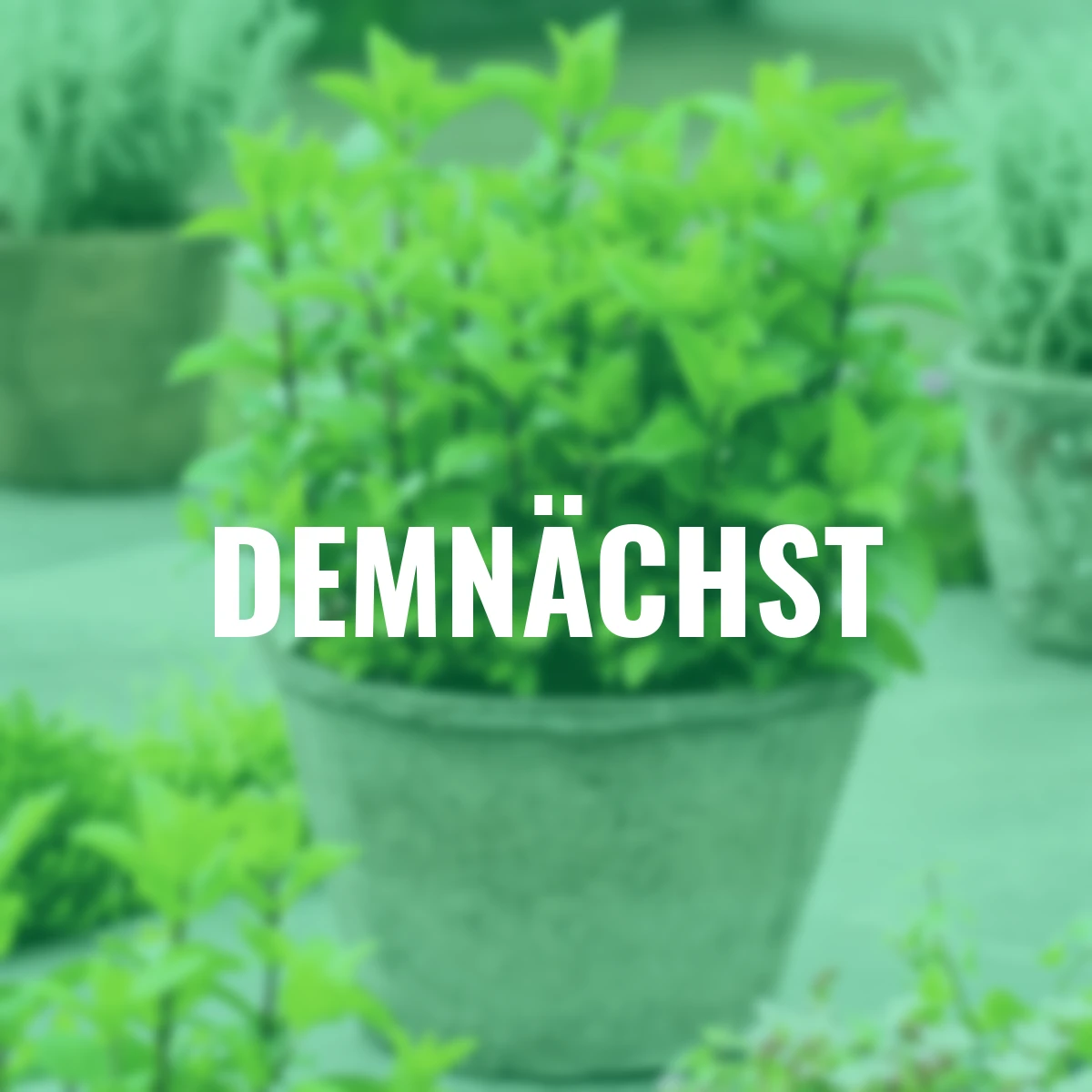 Kräuterpflanze Marokkanische Minze