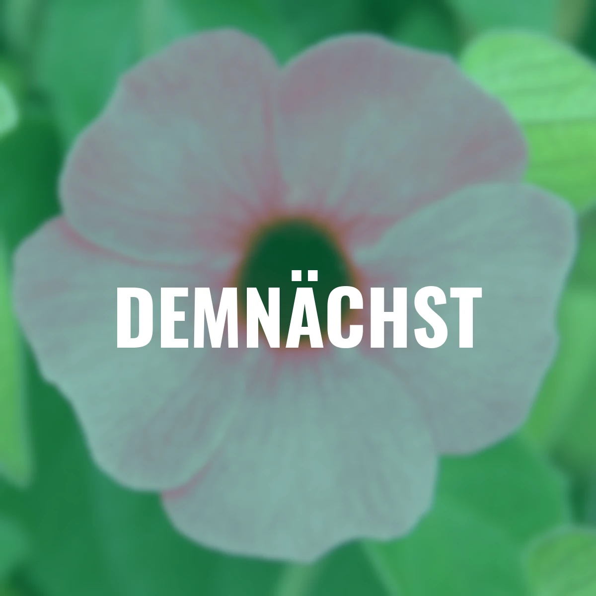 Schwarzäugige Susanne, Trio Pyramide